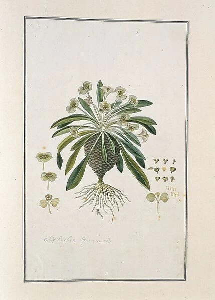 Euphorbia Bupleurifolia Jacq. 1777-1786. Creator: Robert Jacob Gordon