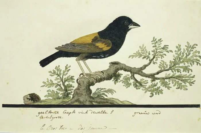 Framed Print : Euplectes capensis (Yellow bishop), 1777-1786. Creator: Robert Jacob Gordon