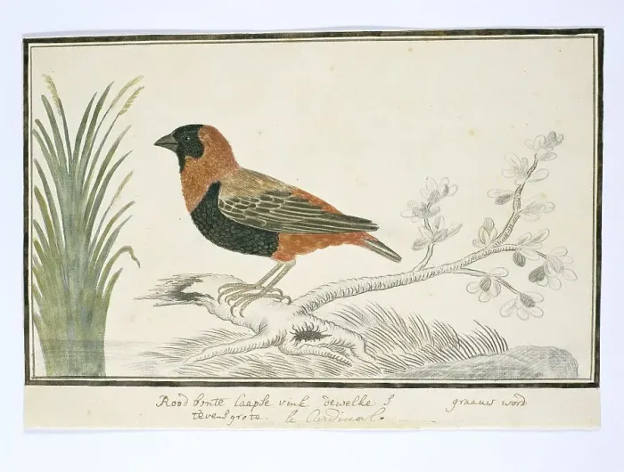 Framed Print : Euplectes orix (Southern red bishop), 1777-1786. Creator: Robert Jacob Gordon Framed Print : Euplectes orix (Southern red bishop), 1777-1786. Creator: Robert Jacob Gordon
