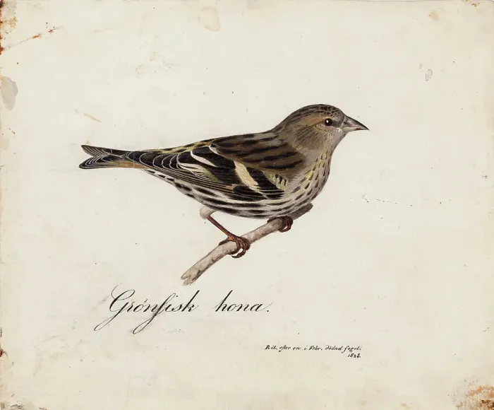 Framed Print : Eurasian Siskin, Female, 1828. Creator: Magnus von Wright Framed Print : Eurasian Siskin, Female, 1828. Creator: Magnus von Wright