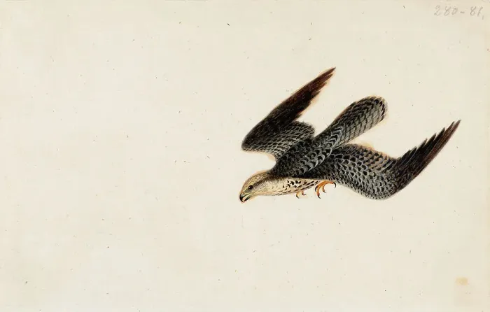 Framed Print : Eurasian Sparrowhawk Flying, 1830. Creator: Wilhelm von Wright Framed Print : Eurasian Sparrowhawk Flying, 1830. Creator: Wilhelm von Wright