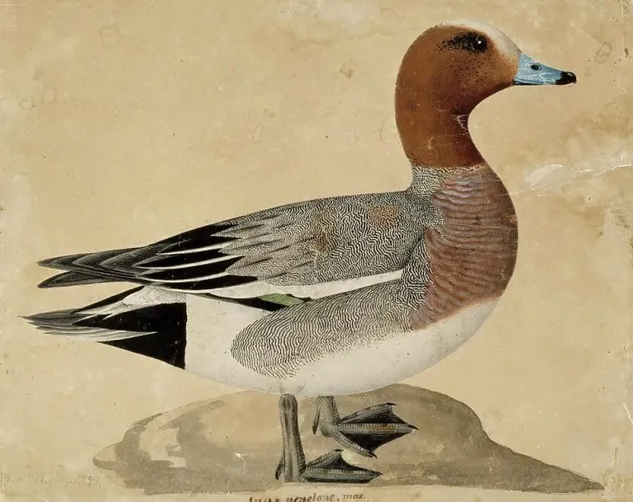 Framed Print : Eurasian Wigeon, 1828. Creator: Wilhelm von Wright Framed Print : Eurasian Wigeon, 1828. Creator: Wilhelm von Wright