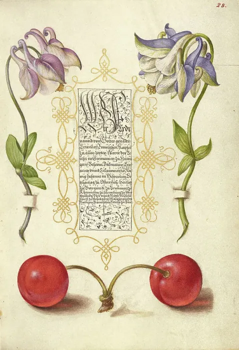Framed Print : European Columbines and Sweet Cherry, 1561-1562; illumination added 1591-1596. Creator: Joris Hoefnagel Framed Print : European Columbines and Sweet Cherry, 1561-1562; illumination added 1591-1596. Creator: Joris Hoefnagel