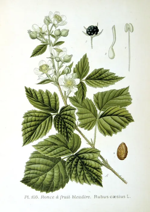 Framed Print : European dewberry, 1893 Framed Print : European dewberry, 1893