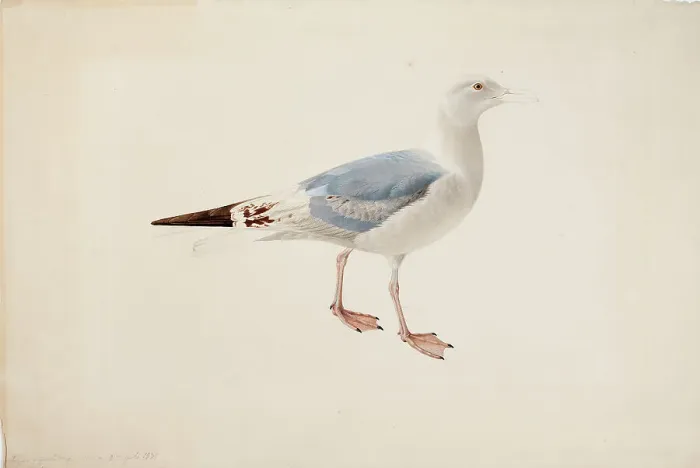 Framed Print : European Herring Gull, 1835. Creator: Magnus von Wright Framed Print : European Herring Gull, 1835. Creator: Magnus von Wright