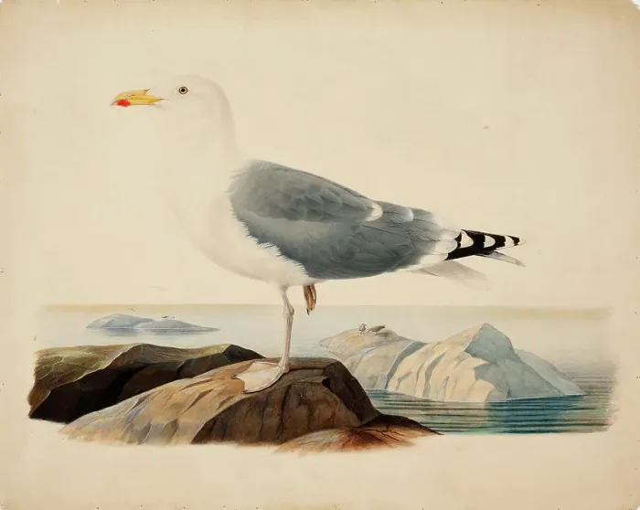 Framed Print : European Herring Gull, 1839. Creator: Ferdinand von Wright Framed Print : European Herring Gull, 1839. Creator: Ferdinand von Wright