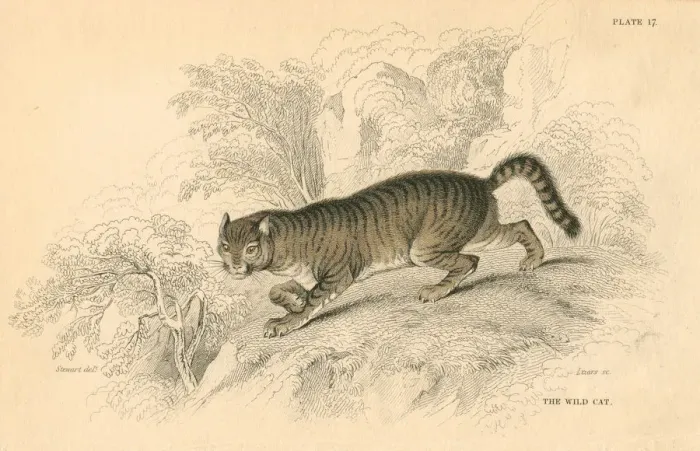 Framed Print : European wild cat (Felis silvestris), 1828 Framed Print : European wild cat (Felis silvestris), 1828