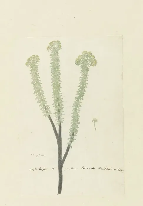 Framed Print : Euryops lateriflorus (L.f.) DC. (Cape gumtree), 1777-1786. Creator: Robert Jacob Gordon Framed Print : Euryops lateriflorus (L.f.) DC. (Cape gumtree), 1777-1786. Creator: Robert Jacob Gordon