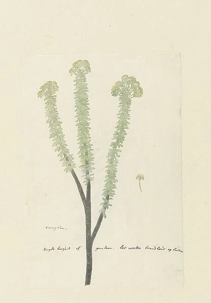 Euryops lateriflorus (L.f.) DC. (Cape gumtree), 1777-1786. Creator: Robert Jacob Gordon