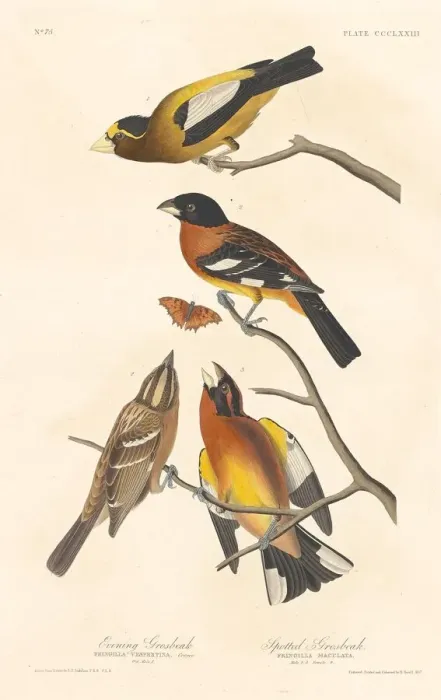 Framed Print : Evening Grosbeak and Spotted Grosbeak, 1837. Creator: Robert Havell Framed Print : Evening Grosbeak and Spotted Grosbeak, 1837. Creator: Robert Havell