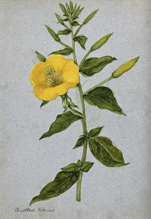 Framed Print : Evening primrose (Oenothera biennis): flowering stem. Creator: Unknown Framed Print : Evening primrose (Oenothera biennis): flowering stem. Creator: Unknown
