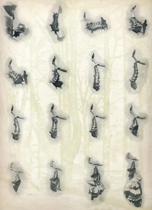 Framed Print : The Evolution of a Caterpillar, c1910, (1911). Artist: Alfred Harold Bastin Framed Print : The Evolution of a Caterpillar, c1910, (1911). Artist: Alfred Harold Bastin