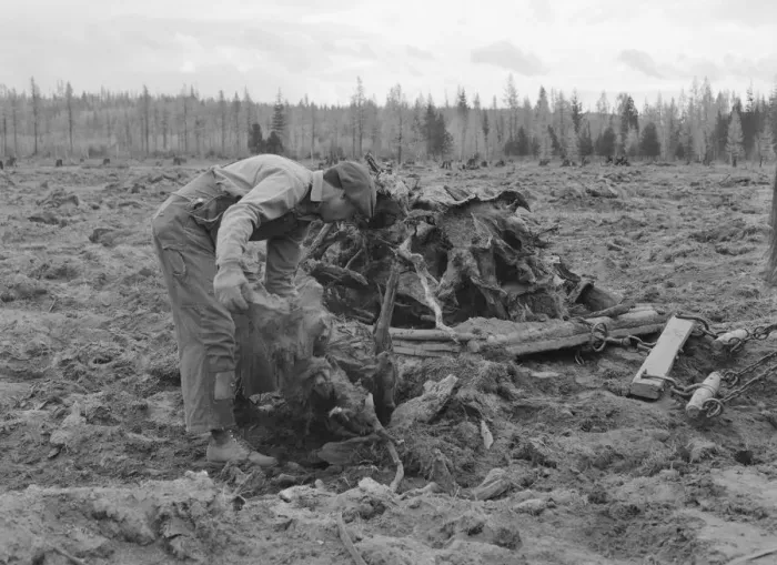 Framed Print : Ex-lumber mill worker clears eight-acre field after... Boundary County, Idaho, 1939. Creator: Dorothea Lange Framed Print : Ex-lumber mill worker clears eight-acre field after... Boundary County, Idaho, 1939. Creator: Dorothea Lange