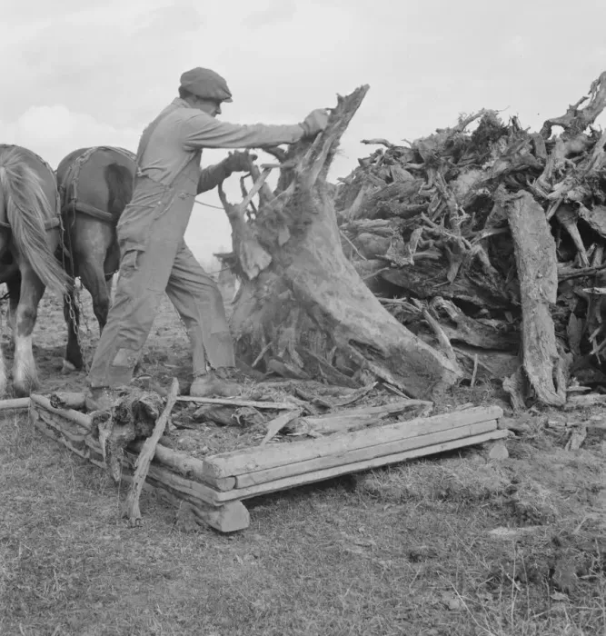 Framed Print : Ex-mill worker clears eight-acre field after bulldozer... Boundary County, Idaho, 1939. Creator: Dorothea Lange Framed Print : Ex-mill worker clears eight-acre field after bulldozer... Boundary County, Idaho, 1939. Creator: Dorothea Lange