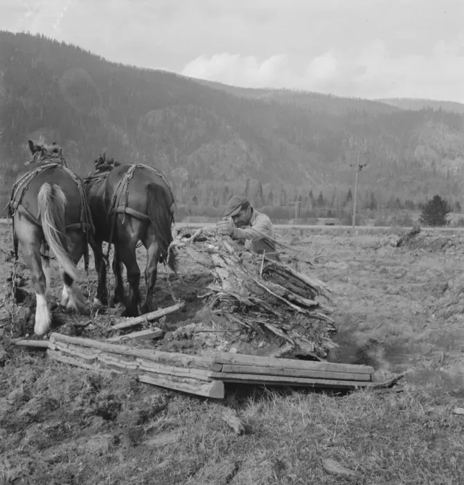 Framed Print : Ex-mill worker clears eight-acre field after bulldozer has pulled... Boundary County, Idaho, 1939. Creator: Dorothea Lange Framed Print : Ex-mill worker clears eight-acre field after bulldozer has pulled... Boundary County, Idaho, 1939. Creator: Dorothea Lange