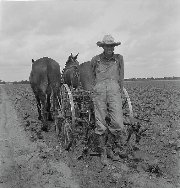 Ex-tenant farmer, now a day laborer on large cotton farm near Corsicana, Texas, 1937. Creator: Dorothea Lange
