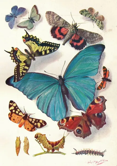 Framed Print : Example of Colour Block Illustration for Scientific Work, c1903 Framed Print : Example of Colour Block Illustration for Scientific Work, c1903
