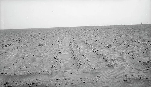 An example of how listing soil into furrows helps impede erosion, Mills, New Mexico, 1935. Creator: Dorothea Lange