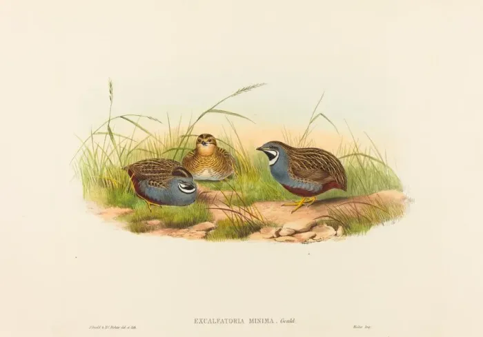 Framed Print : Excalftoria minima (Blue-breasted Quail). Creators: John Gould, Henry Constantine Richter Framed Print : Excalftoria minima (Blue-breasted Quail). Creators: John Gould, Henry Constantine Richter