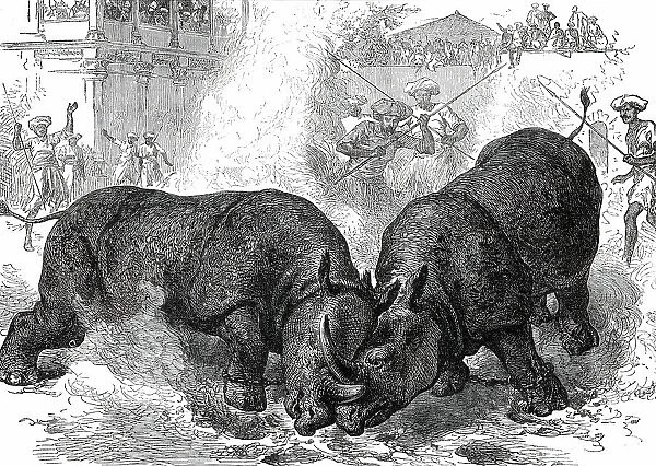 Exhibition of Rhinoceros-Fighting at Baroda, 1876. Creator: Unknown