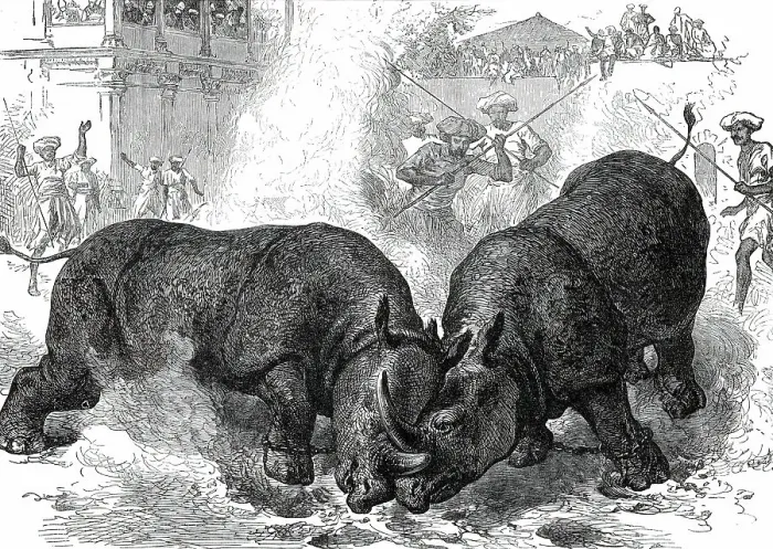 Framed Print : Exhibition of Rhinoceros-Fighting at Baroda, 1876. Creator: Unknown Framed Print : Exhibition of Rhinoceros-Fighting at Baroda, 1876. Creator: Unknown