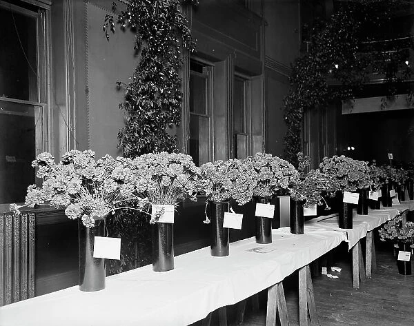 Exhibits, American Carnation Society Exhibition, Detroit, Mich. between 1900 and 1905. Creator: Unknown