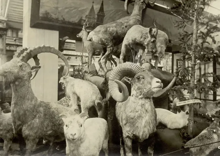 Framed Print : Exhibits of the West Siberian Imperial Russian Geographical Society - Animal world, 1911. Creator: A. A. Antonov Framed Print : Exhibits of the West Siberian Imperial Russian Geographical Society - Animal world, 1911. Creator: A. A. Antonov