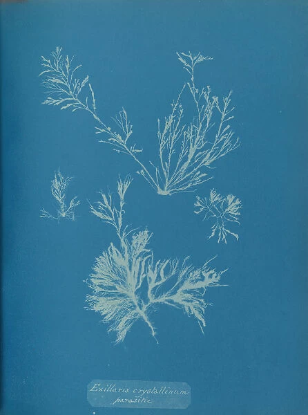 Exillaria crystallinum parasitic, ca. 1853. Creator: Anna Atkins