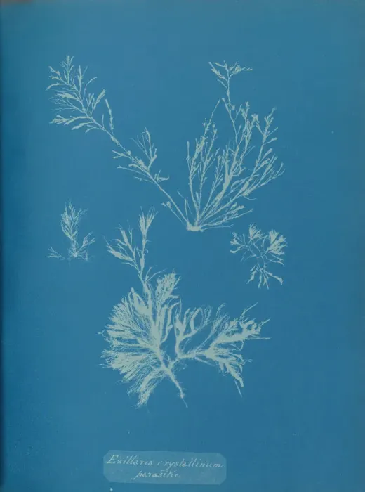 Framed Print : Exillaria crystallinum parasitic, ca. 1853. Creator: Anna Atkins Framed Print : Exillaria crystallinum parasitic, ca. 1853. Creator: Anna Atkins