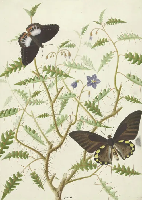 Framed Print : Two Exotic Butterflies on a Blooming Bush, 1774-1842. Creator: Hermanus de Wit Framed Print : Two Exotic Butterflies on a Blooming Bush, 1774-1842. Creator: Hermanus de Wit