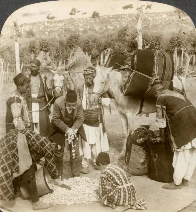 Framed Print : Experts purchasing silk cocoons, for export to France, Antioch, Syria, 1900s. Artist: Underwood & Underwood Framed Print : Experts purchasing silk cocoons, for export to France, Antioch, Syria, 1900s. Artist: Underwood & Underwood