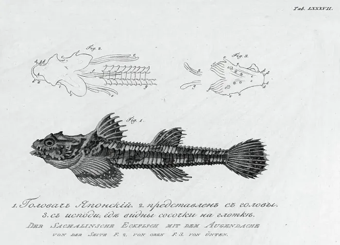 Framed Print : F.1. Japanese Golovach'; F.2. Its Head; F.3. From Below, Where Small Nipples on... 1813. Creator: Pavel Ivanovich Maslovskii. F.1. Japanese Golovach'; F.2. Its Head; F.3. From Below, Where Small Nipples on... 1813 Framed Print : F.1. Japanese Golovach'; F.2. Its Head; F.3. From Below, Where Small Nipples on... 1813. Creator: Pavel Ivanovich Maslovskii. F.1. Japanese Golovach'; F.2. Its Head; F.3. From Below, Where Small Nipples on... 1813