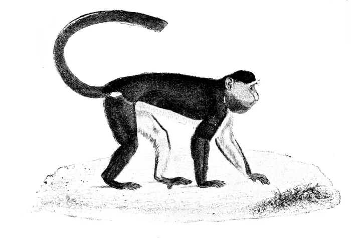 Framed Print : Facsimile of 'Tiny, ' the late Mr. Frank Buckland's monkey, 1895. Creator: Unknown. Facsimile of 'Tiny, ' the late Mr. Frank Buckland's monkey, 1895 Framed Print : Facsimile of 'Tiny, ' the late Mr. Frank Buckland's monkey, 1895. Creator: Unknown. Facsimile of 'Tiny, ' the late Mr. Frank Buckland's monkey, 1895