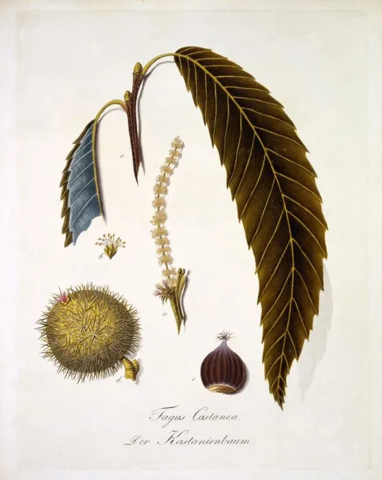 Framed Print : Fagus Castanea, 1803-1805 Framed Print : Fagus Castanea, 1803-1805