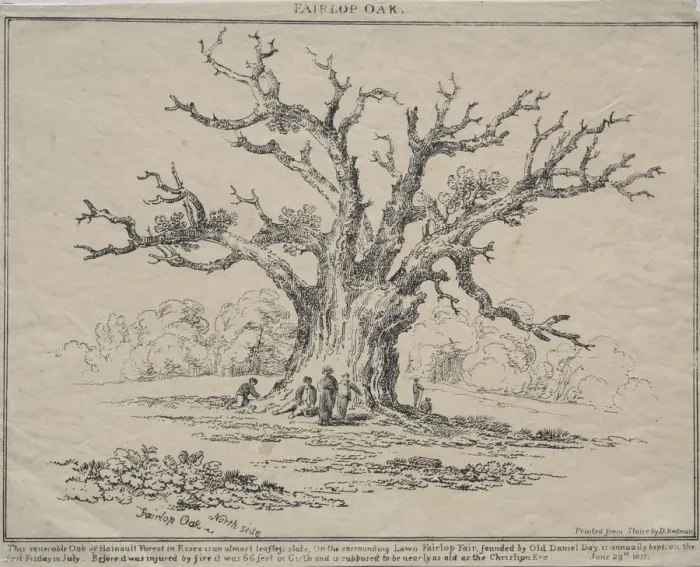 Framed Print : Fairlop Oak, 1811. Creator: D. H. Redman (British) Framed Print : Fairlop Oak, 1811. Creator: D. H. Redman (British)