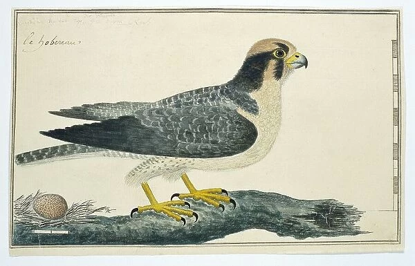 Falco biarmicus (Lanner falcon), 1777-1786. Creator: Robert Jacob Gordon