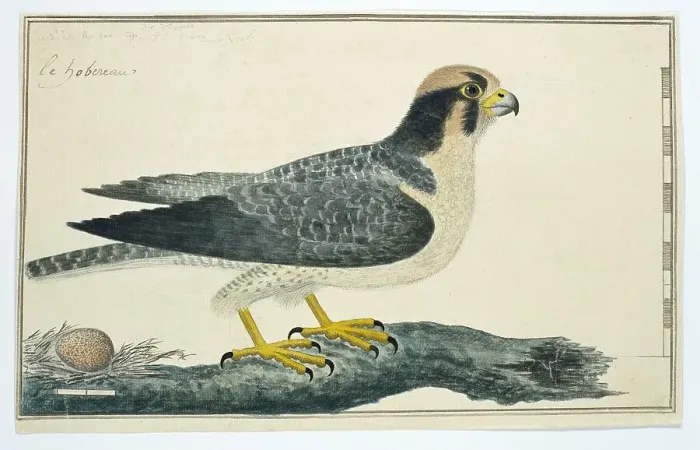 Framed Print : Falco biarmicus (Lanner falcon), 1777-1786. Creator: Robert Jacob Gordon Framed Print : Falco biarmicus (Lanner falcon), 1777-1786. Creator: Robert Jacob Gordon