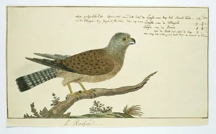 Framed Print : Falco tinnunculus (Common kestrel), 1778. Creator: Robert Jacob Gordon Framed Print : Falco tinnunculus (Common kestrel), 1778. Creator: Robert Jacob Gordon
