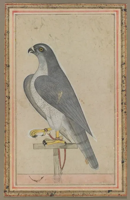 Framed Print : Falcon, c. 1770. Creator: Unknown Framed Print : Falcon, c. 1770. Creator: Unknown