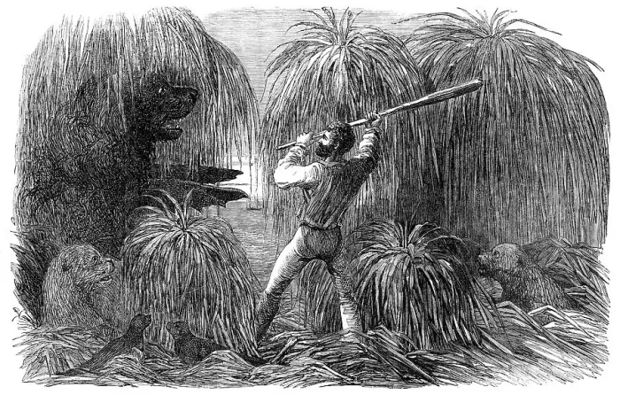 Framed Print : The Falkland Islands: Encounter of a Sealer with a Sea-Lion, in a Tussac Bog, 1856. Creator: Unknown Framed Print : The Falkland Islands: Encounter of a Sealer with a Sea-Lion, in a Tussac Bog, 1856. Creator: Unknown