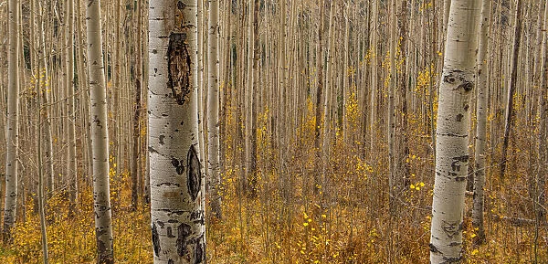 Fall in the Birch Forest. Creator: Dorte Verner