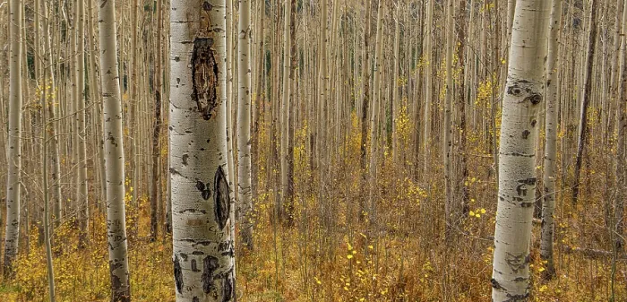 Framed Print : Fall in the Birch Forest. Creator: Dorte Verner Framed Print : Fall in the Birch Forest. Creator: Dorte Verner
