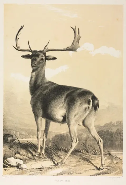 Framed Print : Fallow Deer. Creator: William Barraud (British, 1810-1850); Henry Barraud (British Framed Print : Fallow Deer. Creator: William Barraud (British, 1810-1850); Henry Barraud (British