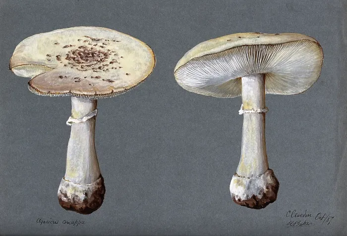 Framed Print : The false death cap fungus (Amanita citrina): two fruiting bodies, 1887. Creator: R Baker Framed Print : The false death cap fungus (Amanita citrina): two fruiting bodies, 1887. Creator: R Baker