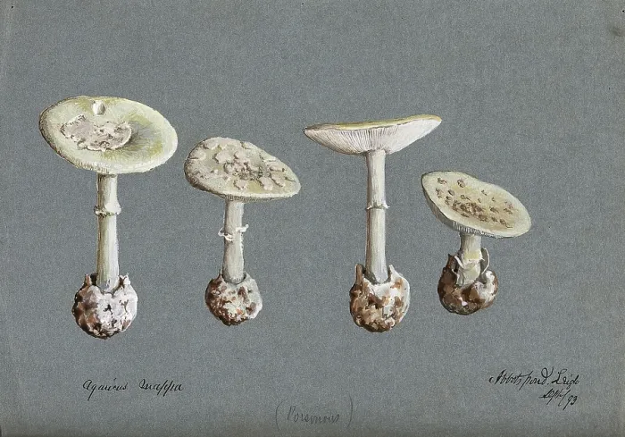 Framed Print : False death cap fungus (Amanita citrina): four fruiting bodies, 1893. Creator: Unknown Framed Print : False death cap fungus (Amanita citrina): four fruiting bodies, 1893. Creator: Unknown