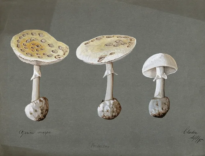 Framed Print : False death cap fungus (Amanita citrina): three fruiting bodies, 1895. Creator: Unknown Framed Print : False death cap fungus (Amanita citrina): three fruiting bodies, 1895. Creator: Unknown