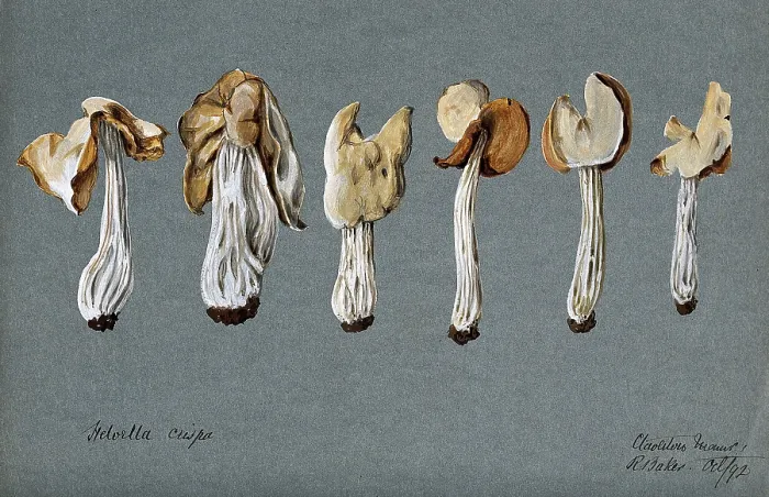 Framed Print : A false morel fungus (Helvella crispa): six fruiting bodies, 1892. Creator: R Baker Framed Print : A false morel fungus (Helvella crispa): six fruiting bodies, 1892. Creator: R Baker