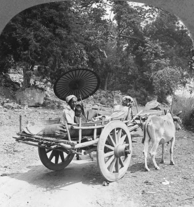 Framed Print : Family journeying through the jungle near Mingun, Burma, 1908. Artist: Stereo Travel Co Framed Print : Family journeying through the jungle near Mingun, Burma, 1908. Artist: Stereo Travel Co