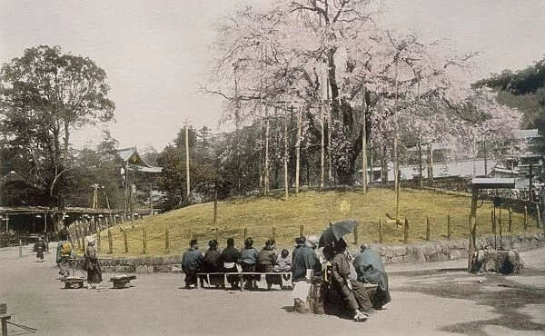 The famous cherry tree at Maruyama, Kyoto 1890 s. Creator: Japanese Photographer (19th Century)