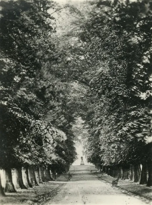 Framed Print : Famous Limes, the Quarry, Shrewsbury, c1920s. Creator: Unknown Framed Print : Famous Limes, the Quarry, Shrewsbury, c1920s. Creator: Unknown